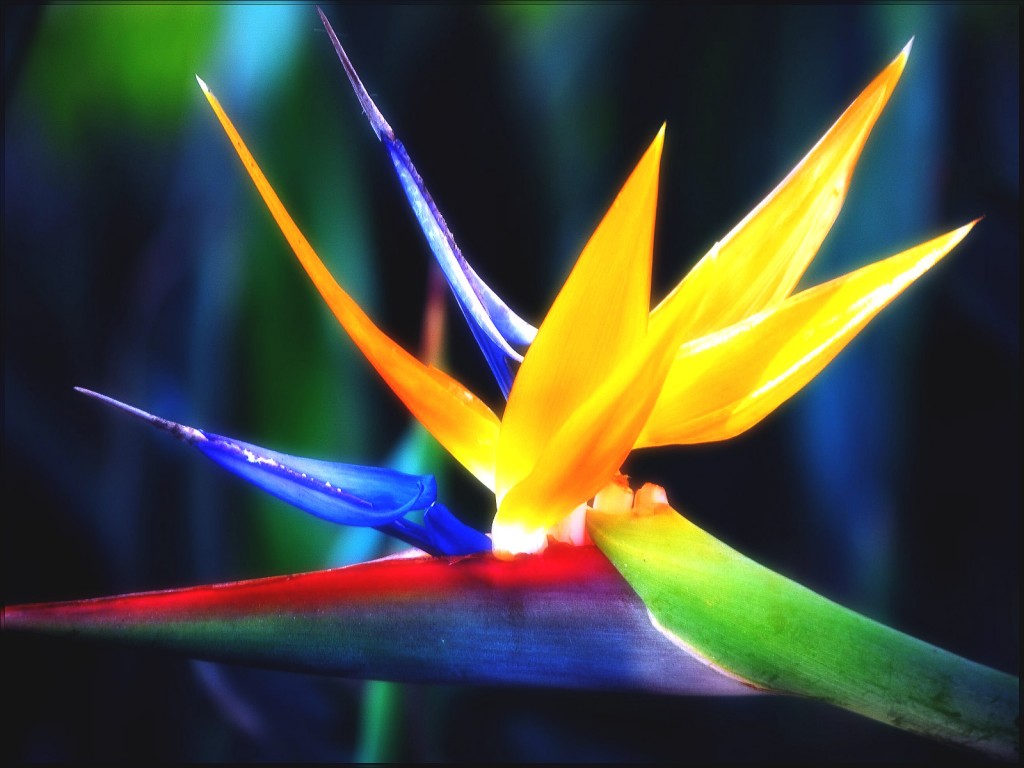 Bird of Paradise